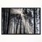 Designart - Sunbeams through Black White Forest - Forest Framed Canvas Wall Art Print